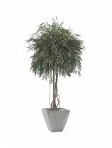 Arbre Stabilis&eacute; Nicoly Crown 2m