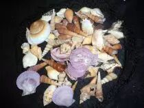 Assortiment Coquillage 1kg