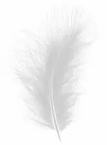 Boite de +/- 50 Plumes Blanc
