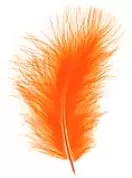 Boite de +/- 50 Plumes Orange