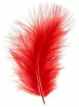 Boite de +/- 50 Plumes Rouge
