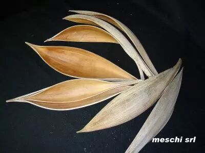 Coco Medium Cr�me ( x 10 )