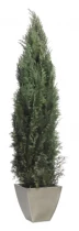 Columnaris conifer 1,4-1,6 m