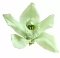 Cymbidium Stabilisé Vert Pastel ( x 4 )