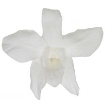 Dendrobium Stabilisé Blanc ( x 5 )
