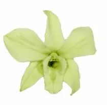 Dendrobium Stabilisé Vert Pastel ( x 5 )