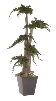  Jumbo Juniperus tree 1,0 mT2