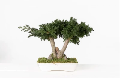 Juniperus Bonsai 25 cm