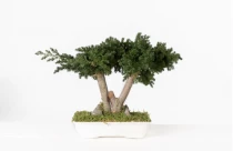 Juniperus Bonsai 25 cm