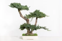 Juniperus Bonsai 50 cm