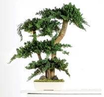 Juniperus Bonsai 70 cm