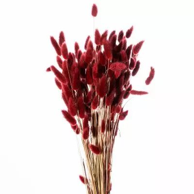 Lagurus 65cm Bordeaux ( 100g )
