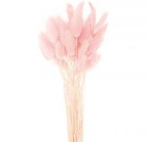 Lagurus 65cm Rose ( 100g )