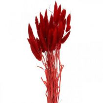 Lagurus 65cm Rouge ( 100g )