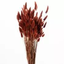 Lagurus 65cm Rouille ( 100g )