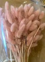 Lagurus 65cm Vieux Rose ( 100g )