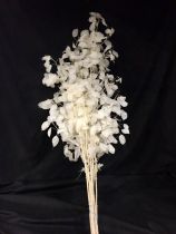 Lunaria 110cm Blanc ( x 10 )