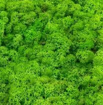 Mousse Lichen d\'Islande 500g Vert Pomme