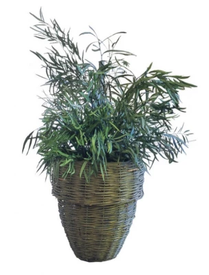 Nicoly Plant 0,7 m