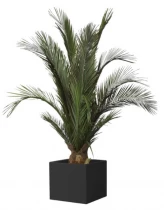 Phoenix Agave Trunk 2,3 Mt. T2