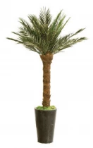 Phoenix palm tree kit 1,8 m