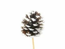 Pic Pomme de Pin D7 H20 Blanc ( x 12 )