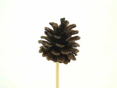 Pic Pomme de Pin D7 H20 Naturel ( x 12 )
