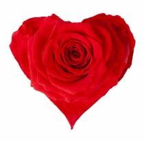 Rose Coeur Stabilisée Standard Rouge