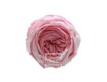 Rose Stabilisée Jardin Dégradée Rose ( x 6 )