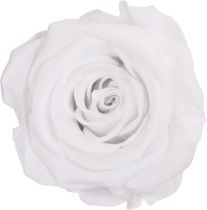 Rose Stabilisée Premium sur Tige 20cm Blanc