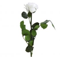 Rose Stabilisée Premium sur Tige 20cm Blanc