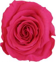 Rose Stabilisée Premium sur Tige 20cm Fushia