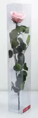 Rose Stabilis�e Premium sur Tige 20cm Rose