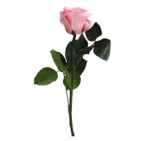 Rose Stabilisée Premium sur Tige 20cm Rose