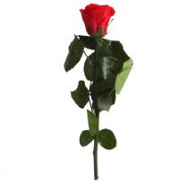 Rose Stabilisée Premium sur Tige 20cm Rouge