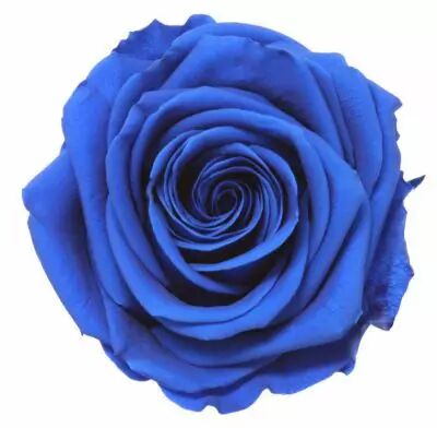 Rose Stabilis�e Premium sur Tige 45cm Bleu Saphir