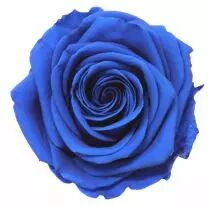 Rose Stabilisée Premium sur Tige 45cm Bleu Saphir