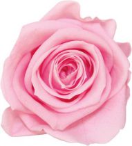 Rose Stabilisée Premium sur Tige 45cm Rose