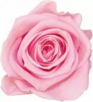 Rose Stabilis&eacute;e Premium sur Tige 45cm Rose