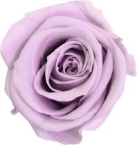 Rose Stabilisée Queen D6,5-7,5 Lilas ( x 5 )