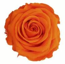 Rose Stabilisée Queen D6,5-7,5 Orange ( x 5 )