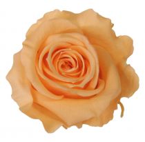 Rose Stabilisée Queen D6,5-7,5 Pêche ( x 5 )