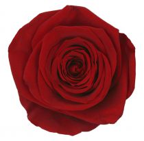 Rose Stabilisée Queen D6,5-7,5 Rouge ( x 5 )