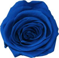 Rose Stabilisée Standard Bleu Foncé x 6