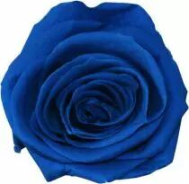 Rose Stabilisée Standard Bleu Foncé x 6