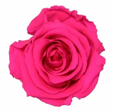 Rose Stabilis�e Standard Fushia ( x 6 )