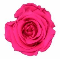 Rose Stabilisée Standard Fushia ( x 6 )