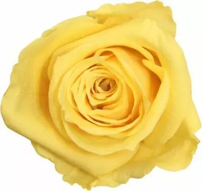 Rose Stabilis�e Standard Jaune Clair ( x 6 )