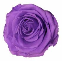 Rose Stabilisée Standard Lilas ( x 6 )