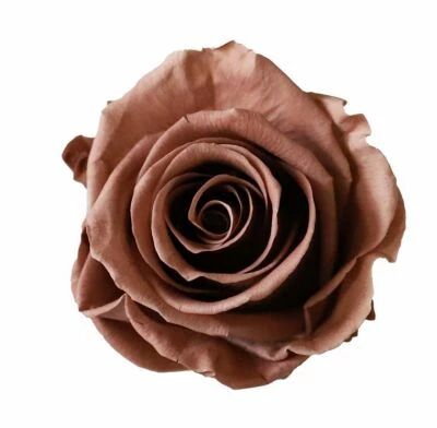 Rose Stabilis�e Standard Moka ( x 6 )